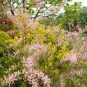 Tamarix parviflora fleur